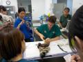 11　カランビン野生動物病院実習