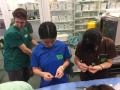 21　カランビン野生動物病院実習