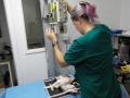 54　カランビン野生動物病院実習