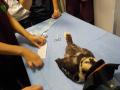 57　カランビン野生動物病院実習