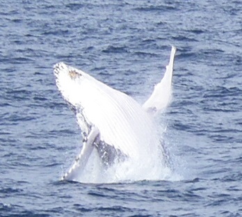 whale2010