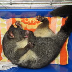 possum2