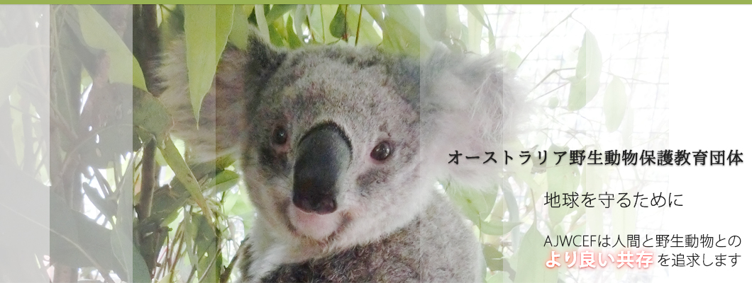 オーストラリア日本野生動物保護教育財団 Ajwcef