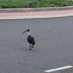 DSC_0991 bird on road